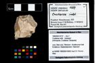 Foto (Objekt + Etikett) von Crustacea indet.  (NHMW-GEO-1990-0041-4727)